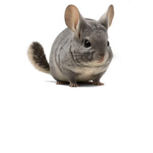 Chinchilla