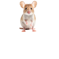 Raton