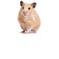 Hámster