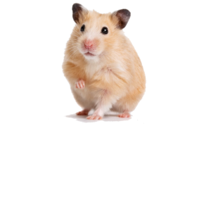 Hámster